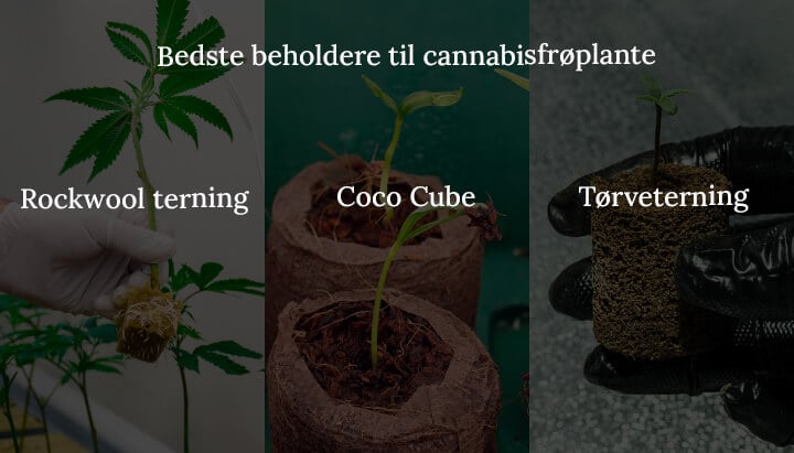 Best continers for cannabis seedling