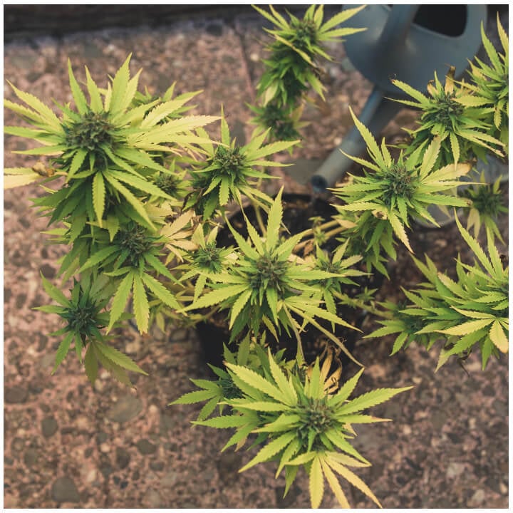 En guide til de sidste uger af blomstringsfasen for cannabis - Royal Seeds