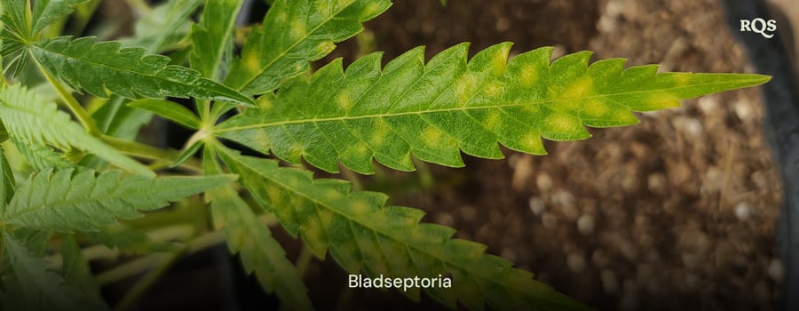 Cannabisblad påvirket af bladseptoria, der viser gule pletter og misfarvning forårsaget af svampeinfektion. Eksempel på gulnede cannabisblade og gule pletter på bladene.