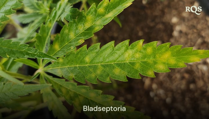 Cannabisblad påvirket af bladseptoria, der viser gule pletter og misfarvning forårsaget af svampeinfektion. Eksempel på gulnede cannabisblade og gule pletter på bladene.