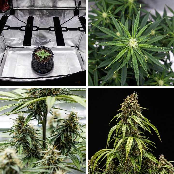 Collage af vækststadier af Orion F1 Autoflowering cannabisplante: frøplante under vækstlys, forgrening af blade, knopdannelse og modne knopper klar til høst.