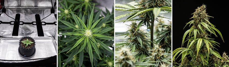 Collage af vækststadier af Orion F1 Autoflowering cannabisplante: frøplante under vækstlys, forgrening af blade, knopdannelse og modne knopper klar til høst.