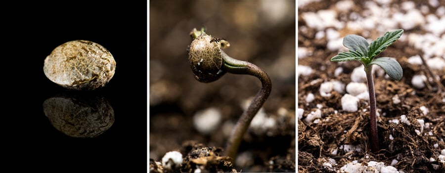 Triptykon af tre billeder, der viser frøplantestadiet for cannabis: Det første billede viser en nærbillede af et cannabisfrø, det andet viser spiringsprocessen med frøet, der spirer og en synlig pælerod, og det tredje illustrerer en uge gammel cannabisplante med udviklende ægte blade. Denne visuelle guide fremhæver de vigtige vækststadier, herunder imbibition og overgangen fra frø til frøplante.