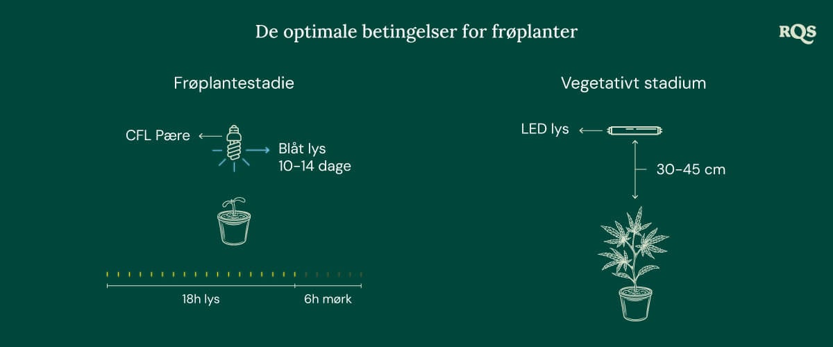 Light Conditions for cannabis seedling