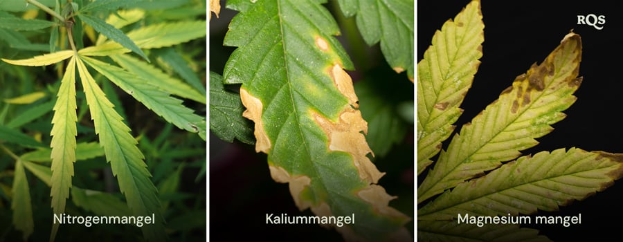 Cannabisblade påvirket af mangel på kvælstof, kalium og magnesium med tydelige gule og brune mønstre. Relateret til gulning af cannabisplanten fra bunden op og gule spidser på cannabisbladene.