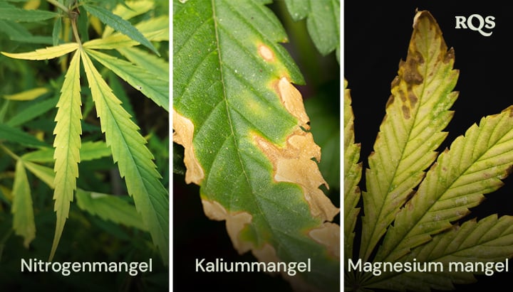 Cannabisblade påvirket af mangel på kvælstof, kalium og magnesium med tydelige gule og brune mønstre. Relateret til gulning af cannabisplanten fra bunden op og gule spidser på cannabisbladene.