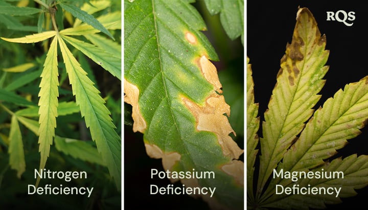 Cannabisblade påvirket af mangel på kvælstof, kalium og magnesium med tydelige gule og brune mønstre. Relateret til gulning af cannabisplanten fra bunden op og gule spidser på cannabisbladene.