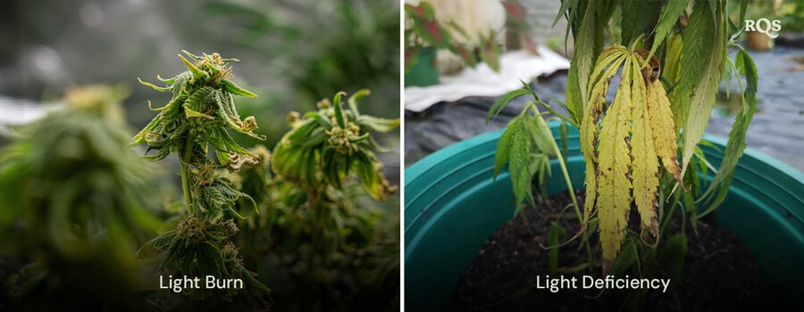 Sammenligning af cannabisblade, der viser skader fra lysforbrænding og lysmangel, med gul og brun misfarvning. Relateret til gulnede cannabisblade på grund af lysstress.