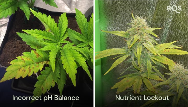 Side-om-side sammenligning af cannabisplanter påvirket af forkert pH-balance og næringsstofblokering med synligt gulnede og brune blade. Relateret til gule cannabisblade og næringsmangler.