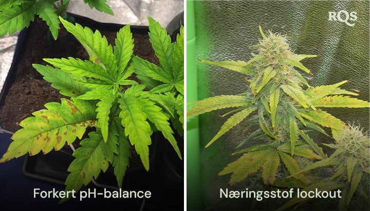 Side-om-side sammenligning af cannabisplanter påvirket af forkert pH-balance og næringsstofblokering med synligt gulnede og brune blade. Relateret til gule cannabisblade og næringsmangler.