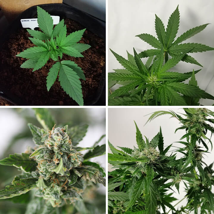 Collage af 4 fotos af Bubble Kush Auto cannabis, der viser en ung plante, sunde grønne blade og harpiksrige, modne knopper