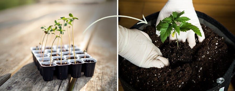 En udstilling af Easy Start spiringspotter designet til feminiserede cannabisfrø af RQS, der understreger deres rolle i at støtte sund frøplantevækst og vigtigheden af rettidig omplantning.