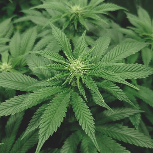 Komplet cannabisplantens blomstringsfase - Royal Queen Seeds
