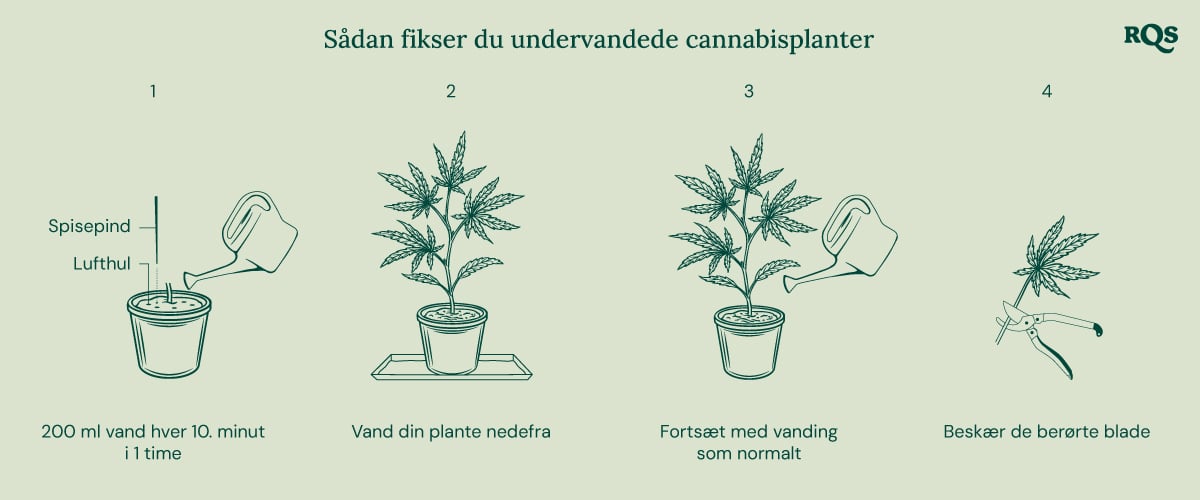 How to fix underwatered cannabis