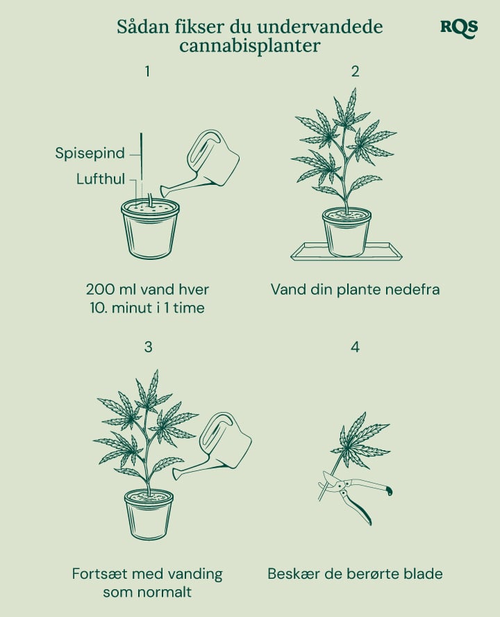 How to fix underwatered cannabis