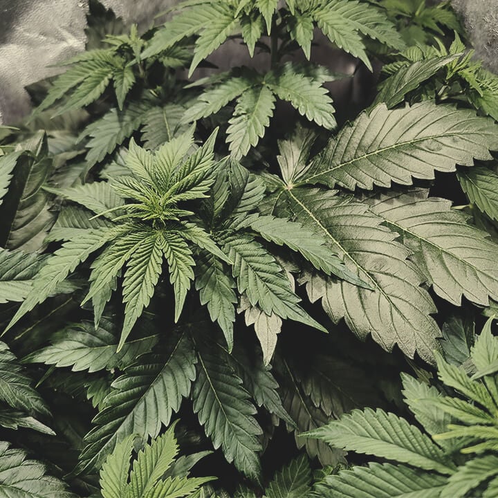 Cannabisdyrkning: Lær det - Royal Seeds