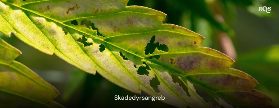 Cannabisblad beskadiget af skadedyr med huller og misfarvning forårsaget af angreb. Relateret til gule pletter på cannabisblade og gulning forårsaget af skadedyr.