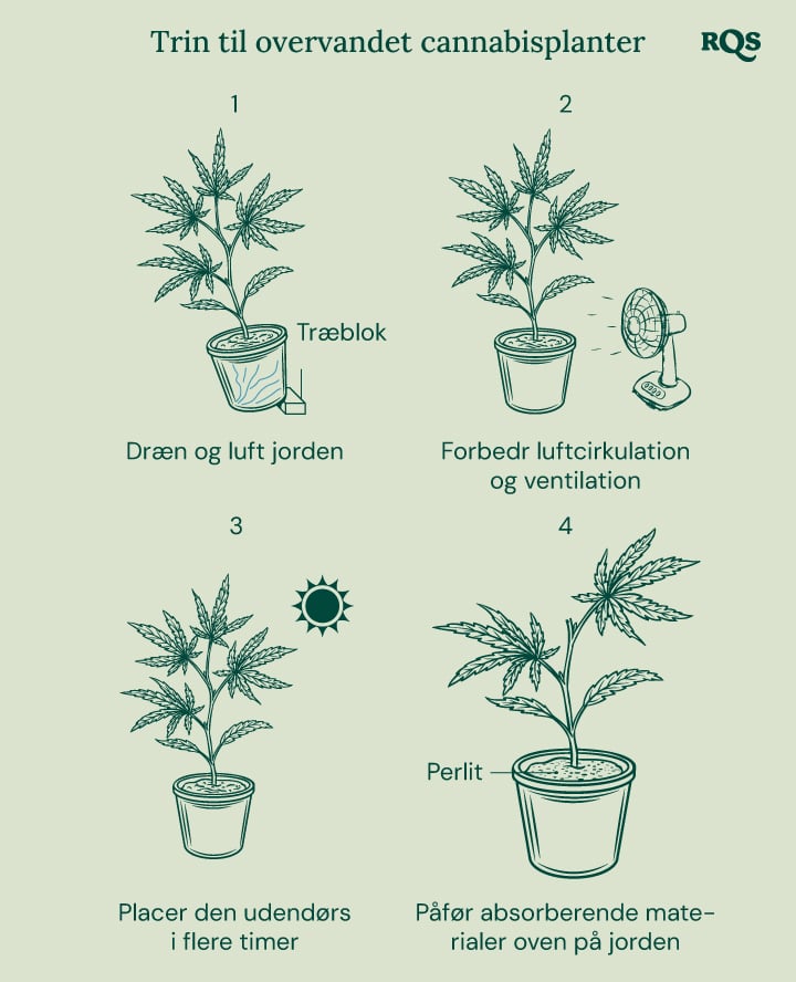 How to fix overwatered cannabis