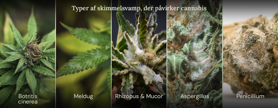 Et kollage af billeder, der viser forskellige typer af skimmelsvamp, der kan påvirke cannabisplanter. De viste skimmelsvampe er Botrytis cinerea, meldug, Rhizopus og Mucor, Aspergillus og Penicillium.