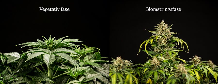 Veg vs flowering