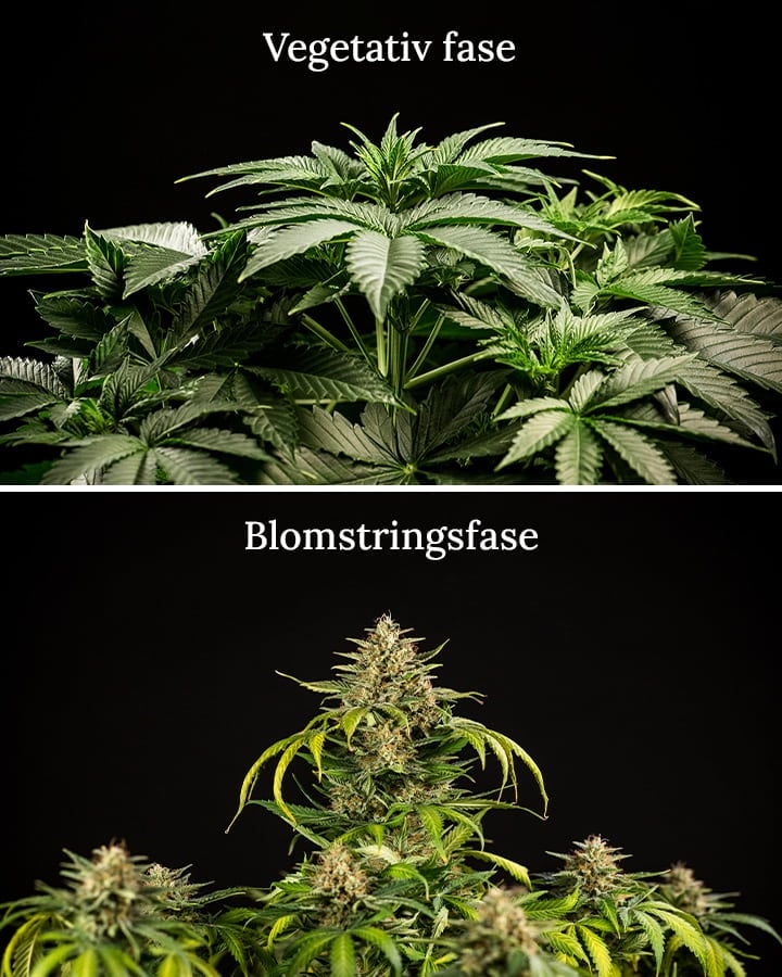 Veg vs flowering