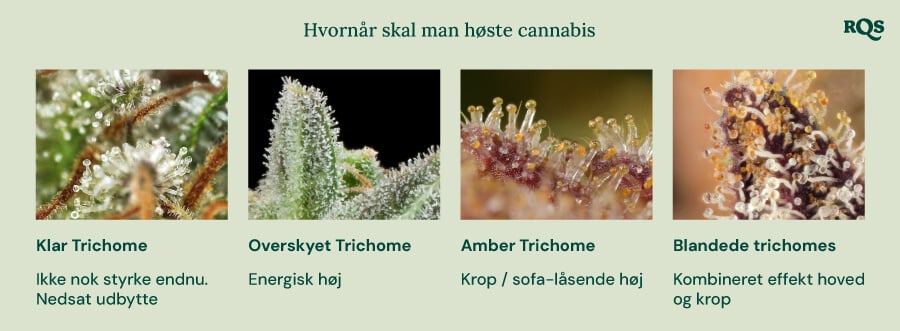 En visuel guide til høst af cannabis baseret på farven på trichomerne. Den viser fire stadier: klare trichomer (ikke stærke nok), mælkefarvede trichomer (energirig effekt), ravfarvede trichomer (krop/sedativ effekt) og blandede trichomer (balanceret hoved- og kropseffekt).