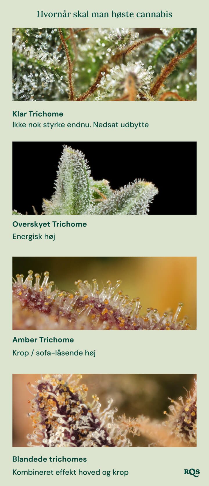 En visuel guide til høst af cannabis baseret på farven på trichomerne. Den viser fire stadier: klare trichomer (ikke stærke nok), mælkefarvede trichomer (energirig effekt), ravfarvede trichomer (krop/sedativ effekt) og blandede trichomer (balanceret hoved- og kropseffekt).