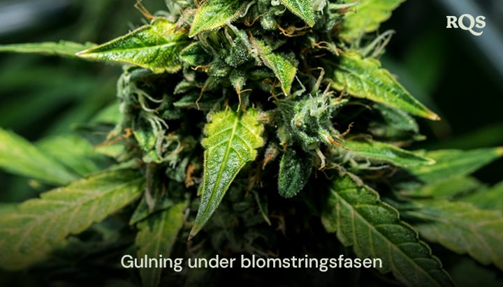 Nærbillede af cannabisblade, der bliver gule under blomstringsfasen, og viser tegn på ældning eller potentiel næringsmangel. Relateret til gulnende hovedblade under blomstringen.