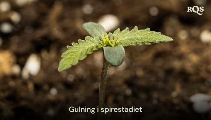 Cannabisplante med gulnede blade, der indikerer tidlig næringsubalance eller overvanding. Eksempel på gulnede cannabisplanter og gulnede hovedblade under tidlig vækst.