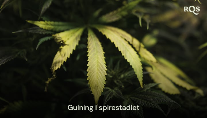 Cannabisblade, der gulner under den vegetative fase og fremhæver symptomer på næringsmangel eller vandingsproblemer. Relateret til gulnende hovedblade under vegetationen.