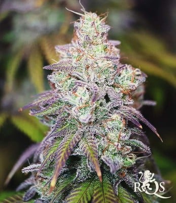 Watermelon  Watermelon