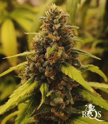 Watermelon  Watermelon